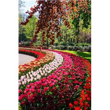 Картина на холсте по фото Модульные картины Печать портретов на холсте Разноцветные тюльпаны - Фотообои Японские и просто сады