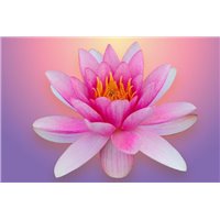 Розовый лотос - Фотообои цветы|лотосы