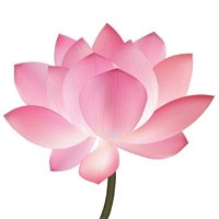 Красивый лотос - Фотообои цветы|лотосы