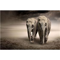 Портреты картины репродукции на заказ - Слоны в саванне - Фотообои Животные|слоны