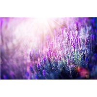 Лавандовое поле на рассвете - Фотообои цветы|лаванды