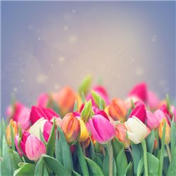 Весенний букет - Фотообои цветы|тюльпаны - Модульная картины, Репродукции, Декоративные панно, Декор стен