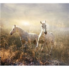 Картина на холсте по фото Модульные картины Печать портретов на холсте Белые лошади - Фотообои Животные|лошади