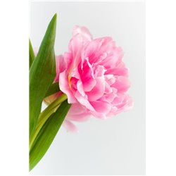 Розовый пион - Фотообои цветы|пионы - Модульная картины, Репродукции, Декоративные панно, Декор стен