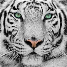 Картина на холсте по фото Модульные картины Печать портретов на холсте Белый тигр - Фотообои Животные|тигры