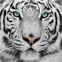 Белый тигр - Фотообои Животные|тигры - Модульная картины, Репродукции, Декоративные панно, Декор стен