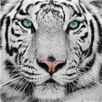 Портреты картины репродукции на заказ - Белый тигр - Фотообои Животные|тигры