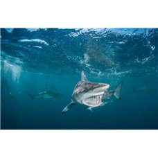 Картина на холсте по фото Модульные картины Печать портретов на холсте Тигровая акула - Фотообои Море