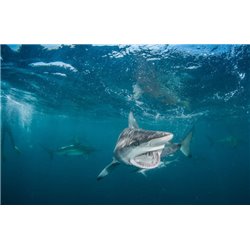 Тигровая акула - Фотообои Море - Модульная картины, Репродукции, Декоративные панно, Декор стен