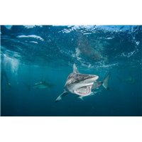 Портреты картины репродукции на заказ - Тигровая акула - Фотообои Море