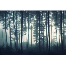 Картина на холсте по фото Модульные картины Печать портретов на холсте Туманный лес - Фотообои природа
