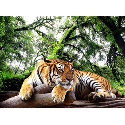 Тигр - Фотообои Животные - Модульная картины, Репродукции, Декоративные панно, Декор стен