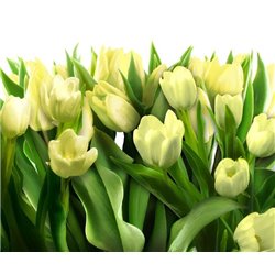 Жёлтые тюльпаны - Фотообои цветы - Модульная картины, Репродукции, Декоративные панно, Декор стен