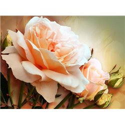 Персиковая роза и бутоны - Фотообои цветы - Модульная картины, Репродукции, Декоративные панно, Декор стен