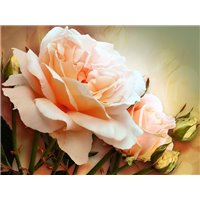 Портреты картины репродукции на заказ - Персиковая роза и бутоны - Фотообои цветы