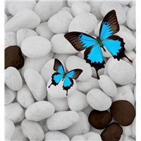 Белая галька - Фотообои природа|бабочки