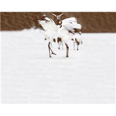 Картина на холсте по фото Модульные картины Печать портретов на холсте Пара белых птиц - Фотообои Животные|птицы