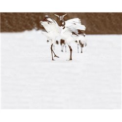 Пара белых птиц - Фотообои Животные|птицы - Модульная картины, Репродукции, Декоративные панно, Декор стен
