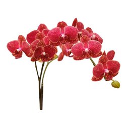 Пятнистая орхидея - Фотообои цветы - Модульная картины, Репродукции, Декоративные панно, Декор стен