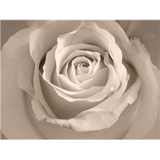 Картина на холсте по фото Модульные картины Печать портретов на холсте Нежный бутон - Фотообои цветы|розы