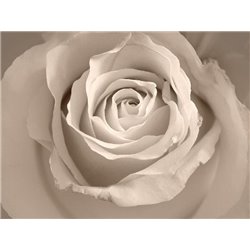 Нежный бутон - Фотообои цветы|розы - Модульная картины, Репродукции, Декоративные панно, Декор стен