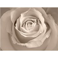 Портреты картины репродукции на заказ - Нежный бутон - Фотообои цветы|розы