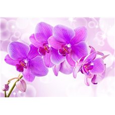 Картина на холсте по фото Модульные картины Печать портретов на холсте Пышная ветвь орхидеи - Фотообои цветы|орхидеи