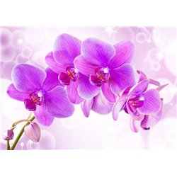 Пышная ветвь орхидеи - Фотообои цветы|орхидеи - Модульная картины, Репродукции, Декоративные панно, Декор стен