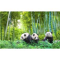 Картина на холсте по фото Модульные картины Печать портретов на холсте Три панды в лесу - Фотообои Животные