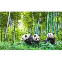 Три панды в лесу - Фотообои Животные