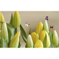 Бабочки над жёлтыми цветами - Фотообои цветы|тюльпаны