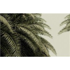 Картина на холсте по фото Модульные картины Печать портретов на холсте Пальмовые листья - Фотообои природа|деревья и травы