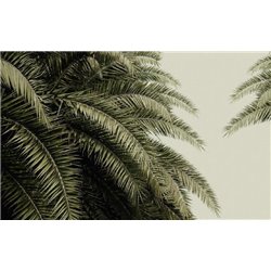Пальмовые листья - Фотообои природа|деревья и травы - Модульная картины, Репродукции, Декоративные панно, Декор стен