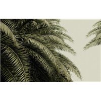 Портреты картины репродукции на заказ - Пальмовые листья - Фотообои природа|деревья и травы