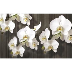 Королевская орхидея - Фотообои цветы - Модульная картины, Репродукции, Декоративные панно, Декор стен