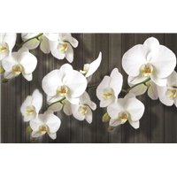 Королевская орхидея - Фотообои цветы