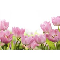 Портреты картины репродукции на заказ - Розовые тюльпаны - Фотообои цветы
