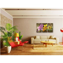 Орхидеи