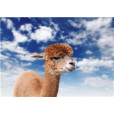 Картина на холсте по фото Модульные картины Печать портретов на холсте Верблюд - Фотообои Животные