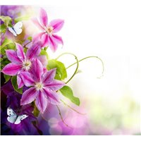 Цветы и бабочки - Фотообои цветы