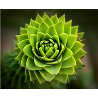 Зеленый цветок - Фотообои цветы|другие