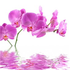 Картина на холсте по фото Модульные картины Печать портретов на холсте Орхидея над водой - Фотообои цветы|орхидеи