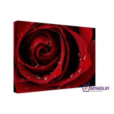 Картина на холсте по фото Модульные картины Печать портретов на холсте Бутон розы