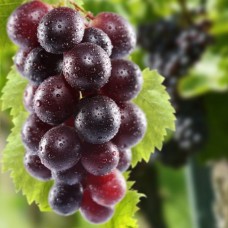 Фотообои - Красный виноград