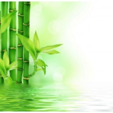 Фотообои - Бамбуковые стебли