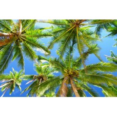 Фотообои - Пальмы на острове