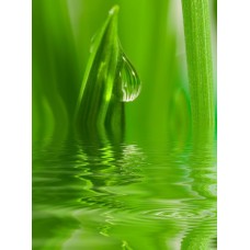 Фотообои - Трава в воде