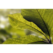 Фотообои - Зеленые листья