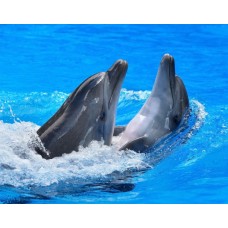 Фотообои - Игра дельфинов