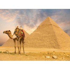 Фотообои - Верблюд в Египте